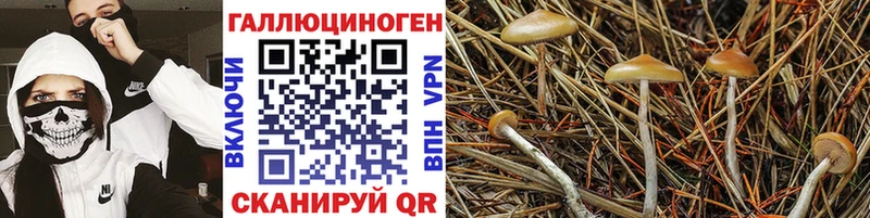 Купить  Полярный  Галлюциногенные грибы мицелий 